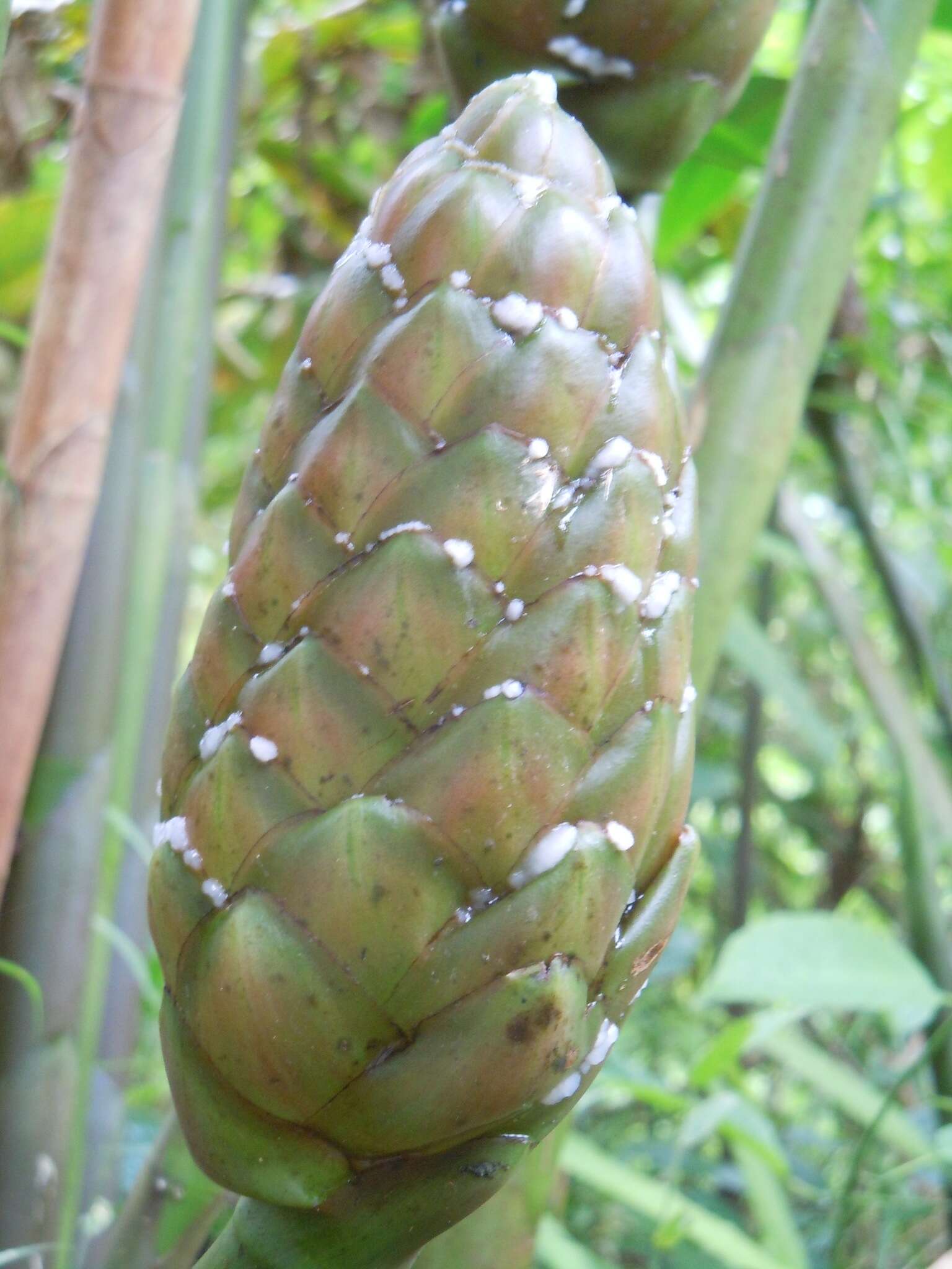 Imagem de Costus giganteus Welw. ex Ridl.