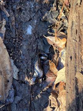 Image of Mabee's Salamander