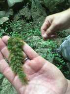 Image of Appalachian Fern