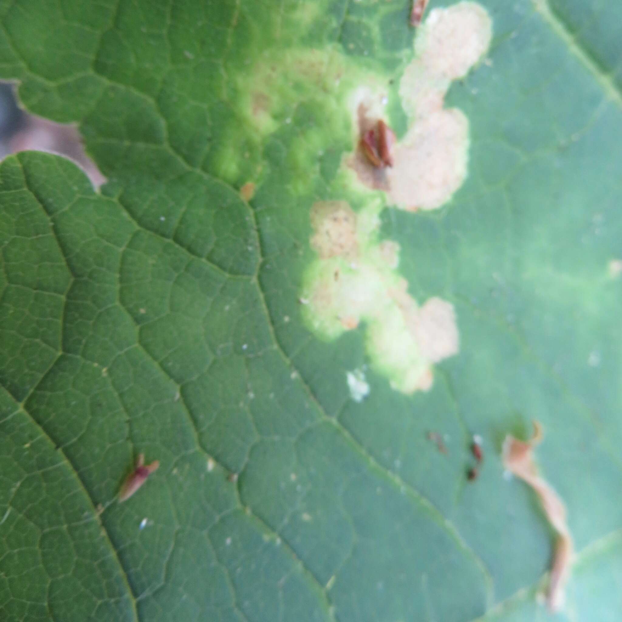 Image of Phytomyza tlingitica Griffiths 1973