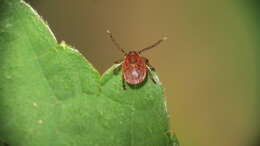 Image of Bush tick