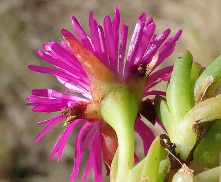 Imagem de Ruschia duthiae (L. Bol.) Schwant. apud Jacobsen