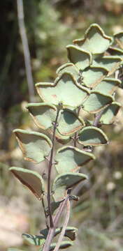 Image of Pellaea leucomelas (Mett. ex Kuhn) Bak.