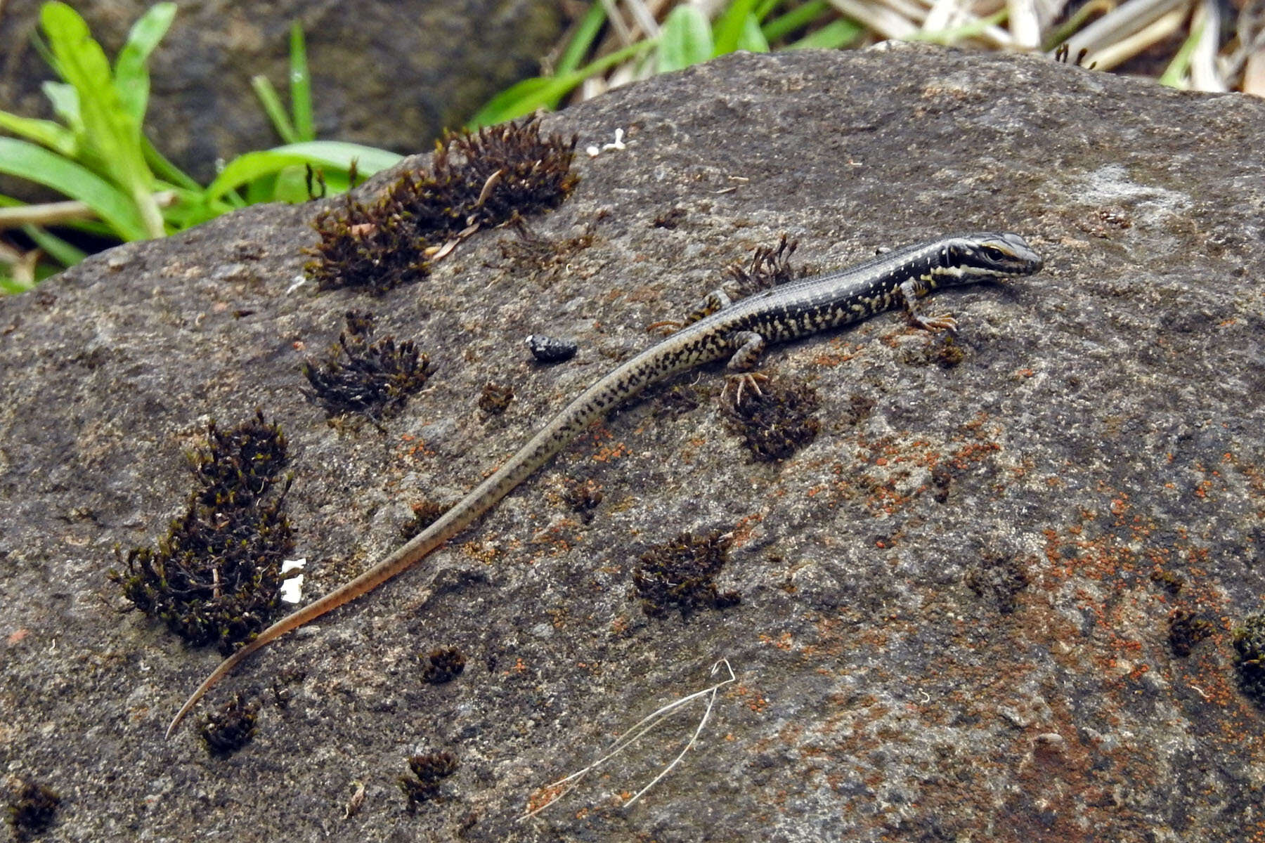 Image of Warm-temperate Water-skink