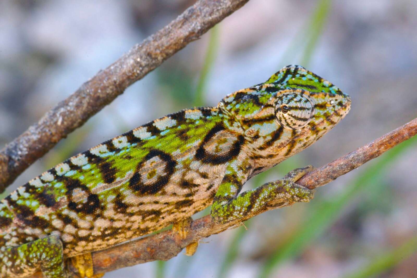 Sivun Furcifer lateralis (Gray 1831) kuva