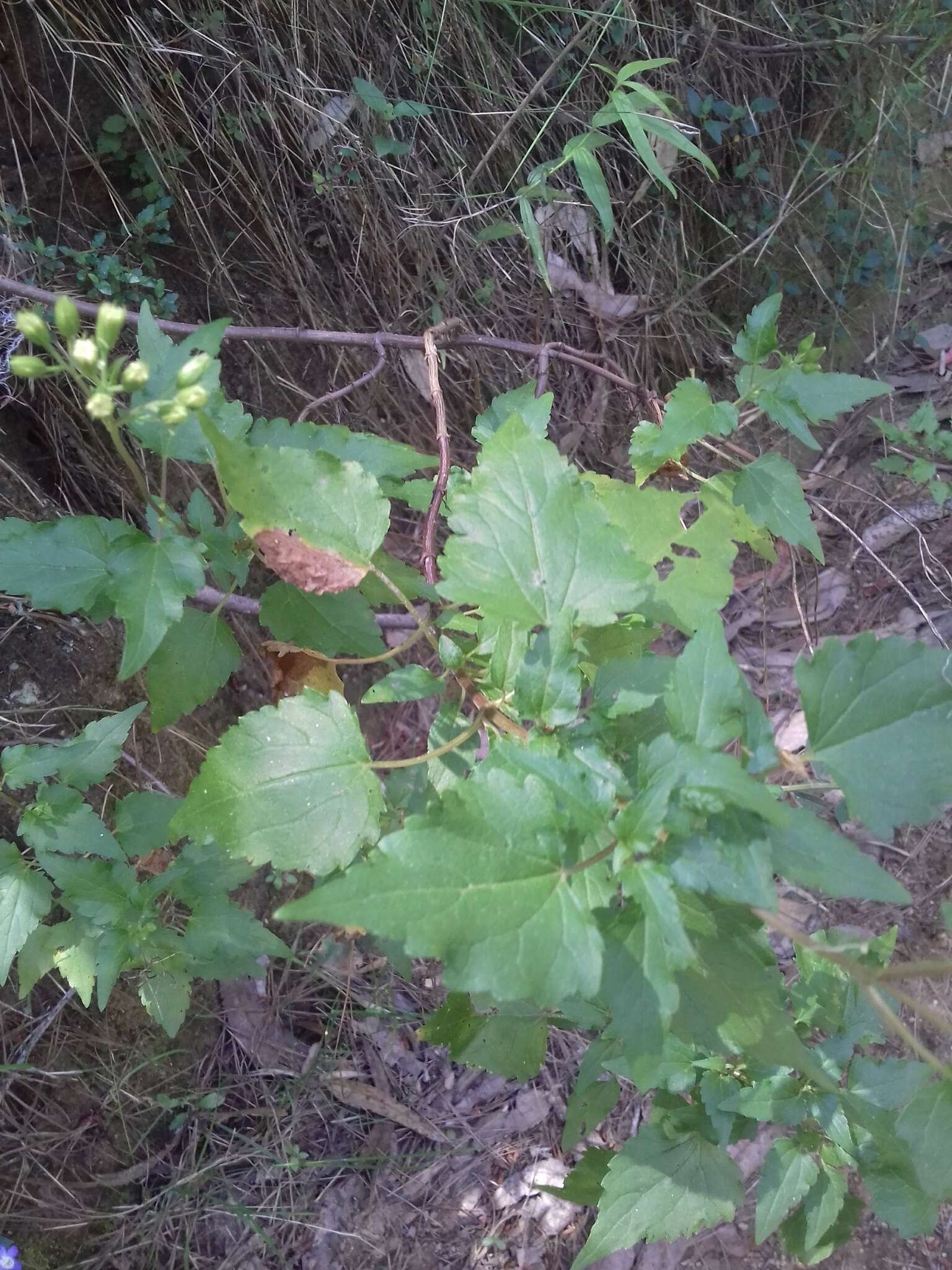 Sivun Ageratina glechonophylla (Less.) R. King & H. Rob. kuva