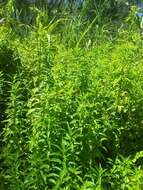 Image of Australian gypsywort