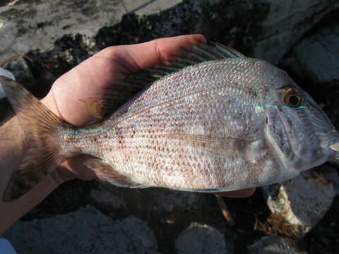 Image of Littlehead Porgy