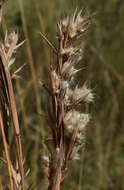 Plancia ëd Cymbopogon bombycinus (R. Br.) Domin