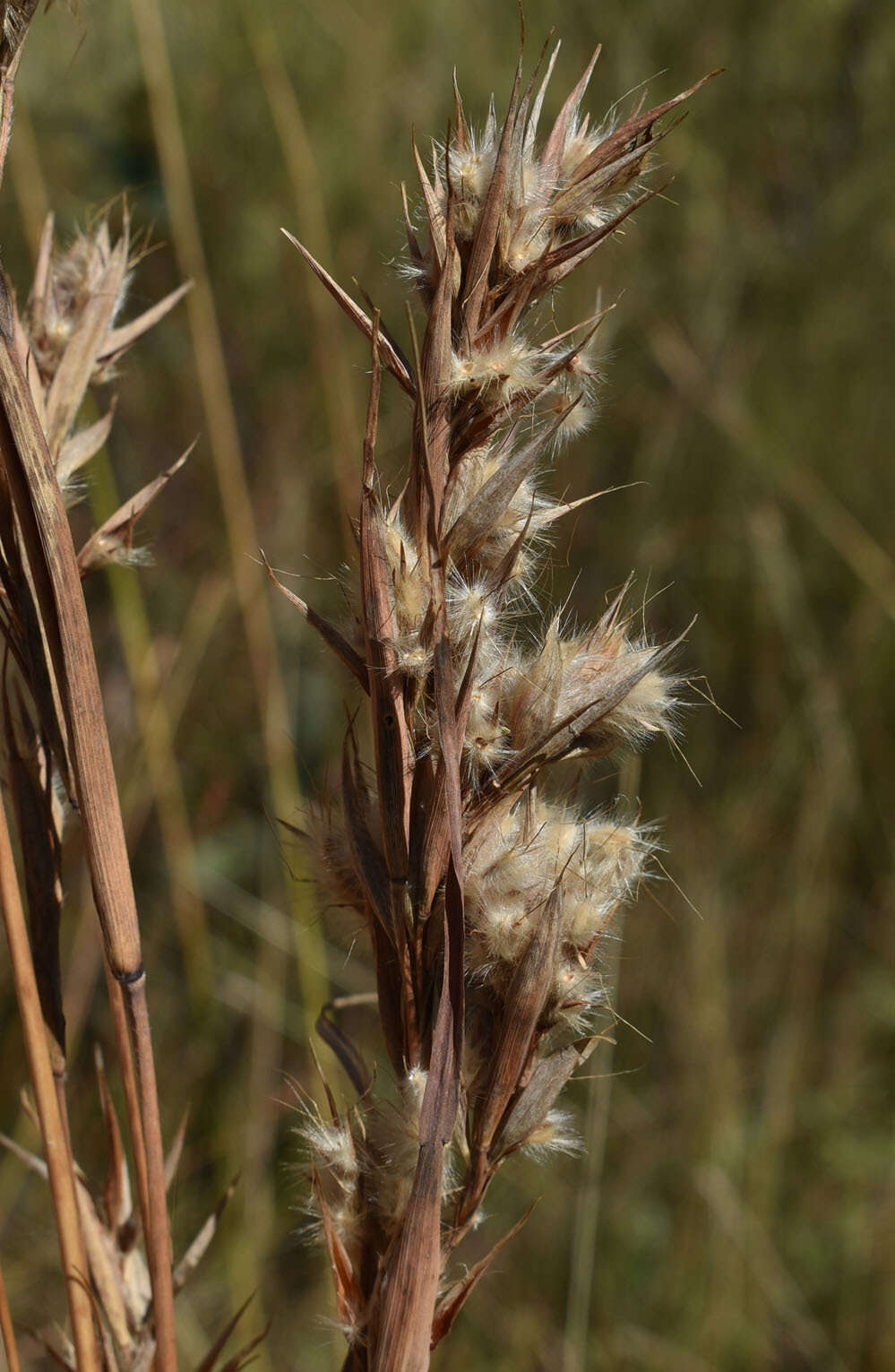 Plancia ëd Cymbopogon bombycinus (R. Br.) Domin