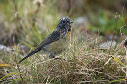 Image of Collared Bush Robin