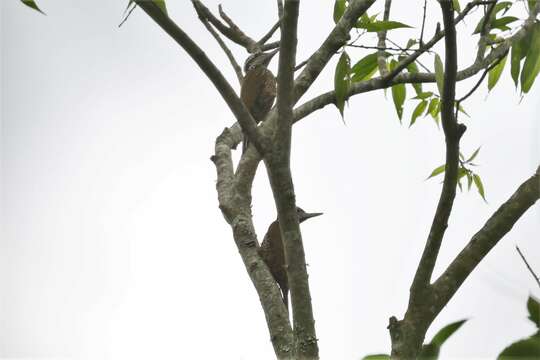 Image of Yellow-crested Woodpecker