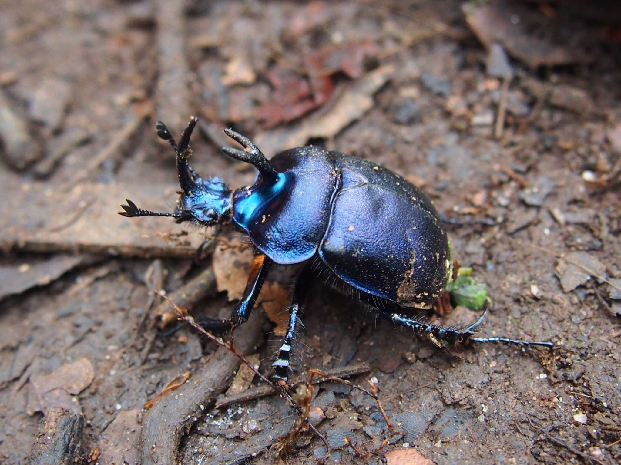 Image of Enoplotrupes