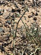 Image of Ephedra przewalskii Stapf