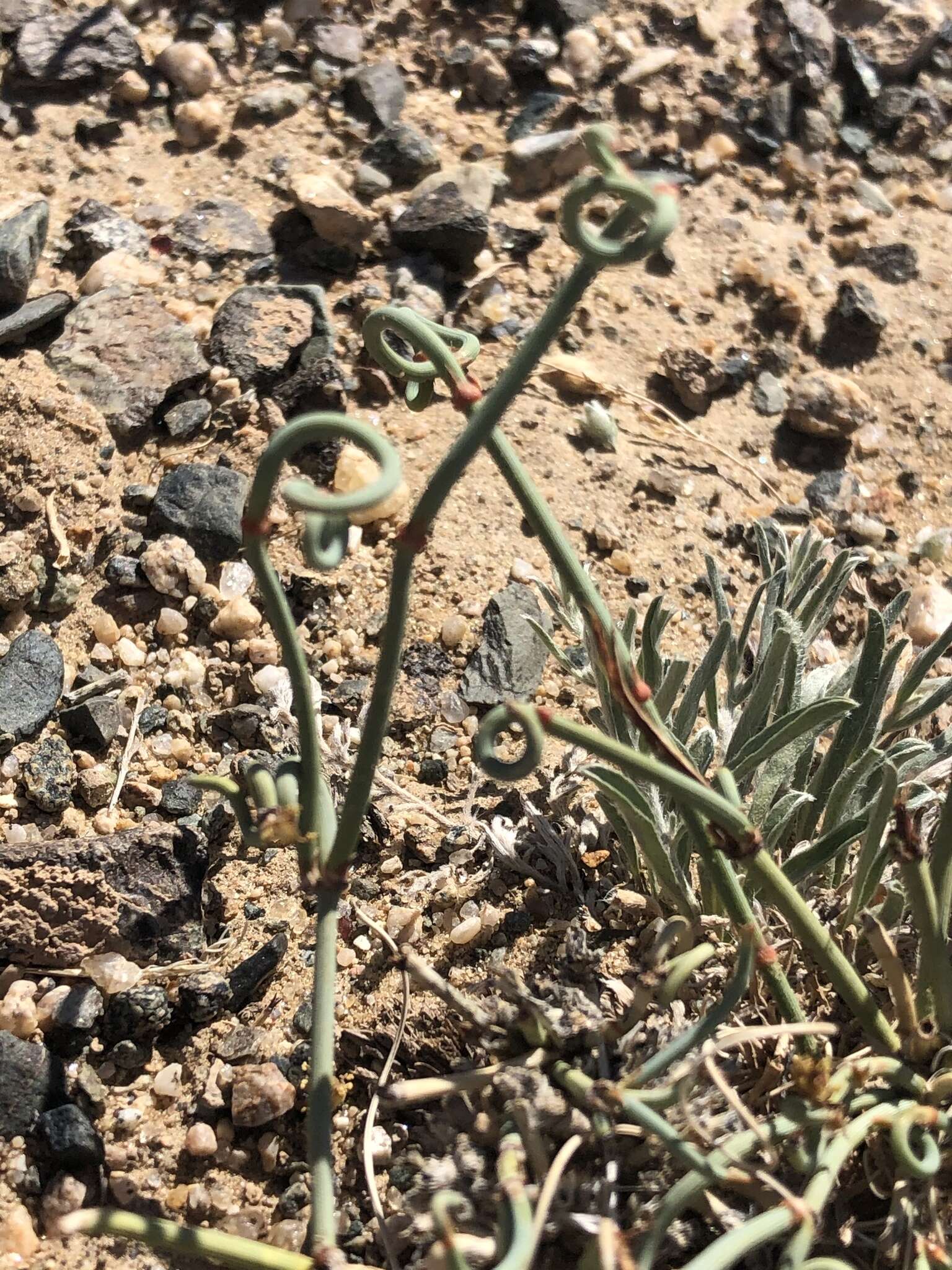 Image of Ephedra przewalskii Stapf