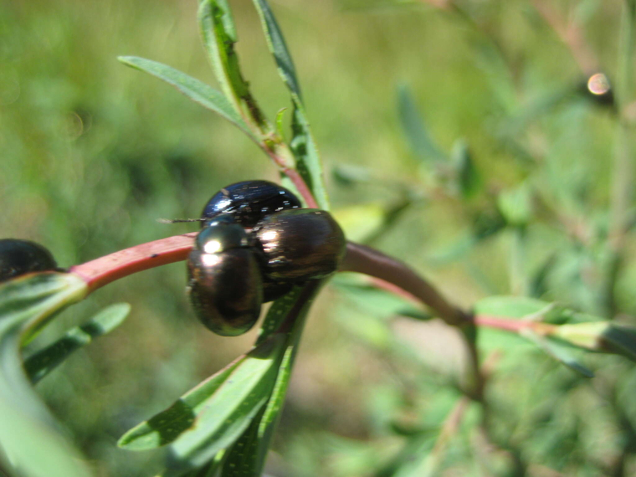 Image of Klamath Weed Beetle