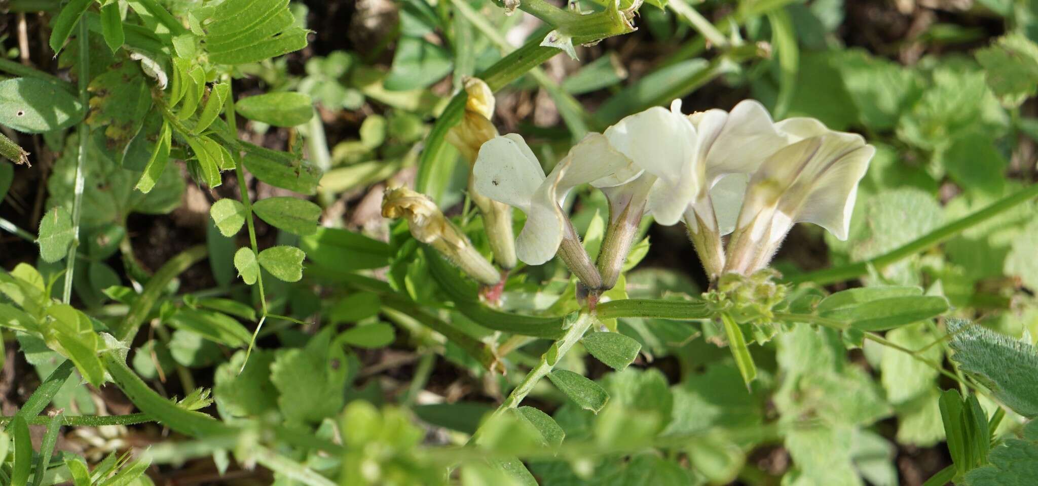 Image of large yellow vetch