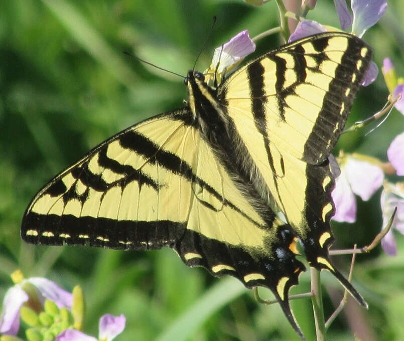 Image of Western Tiger Swallowtail
