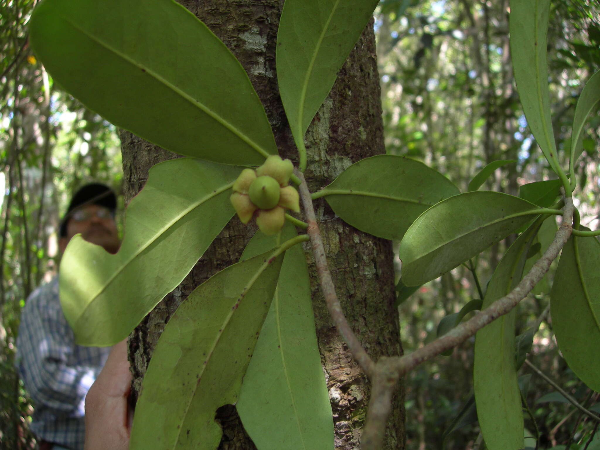 Imagem de Ternstroemia tepezapote Schltdl. & Cham.