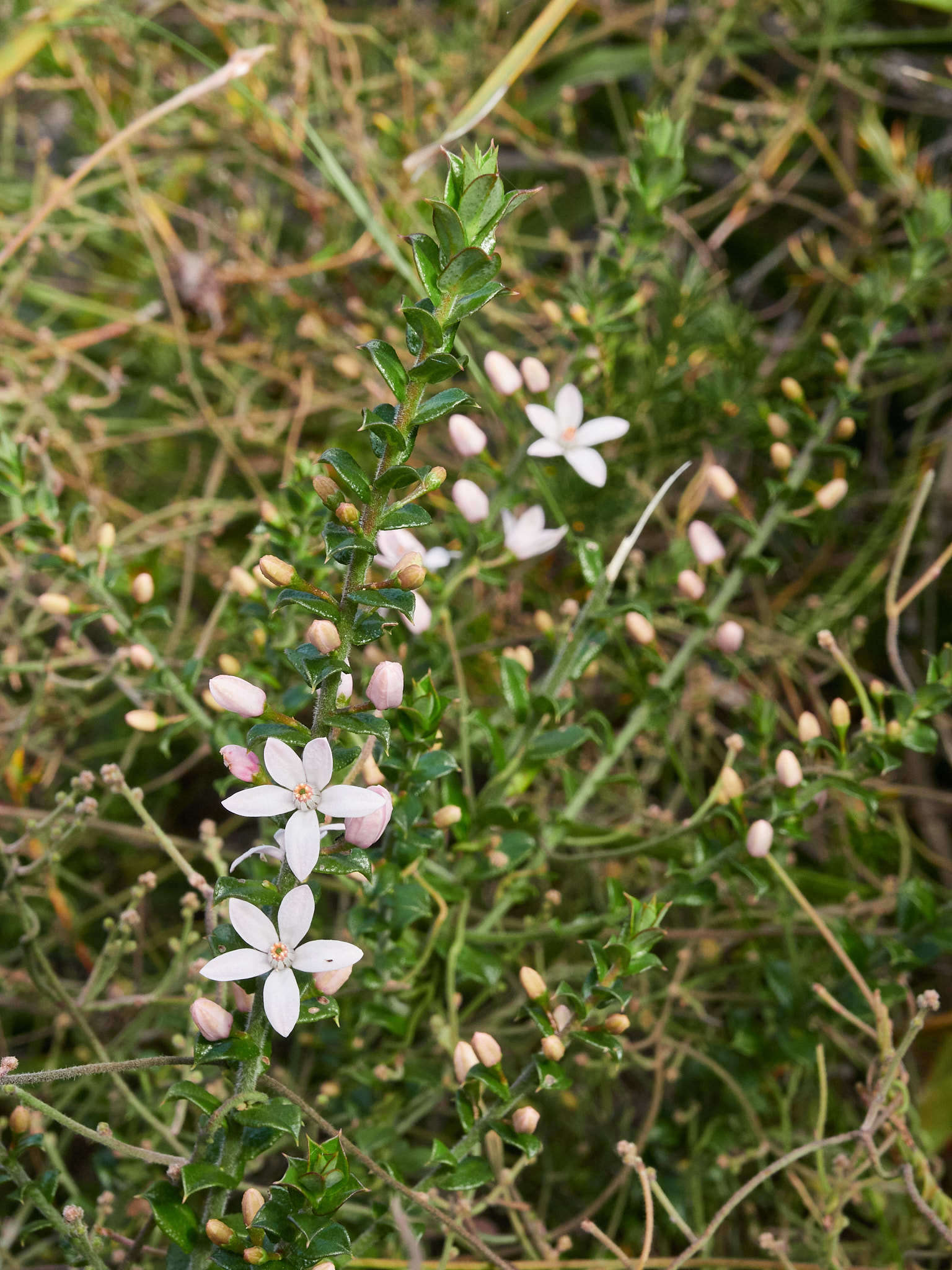 Image of Philotheca buxifolia subsp. buxifolia