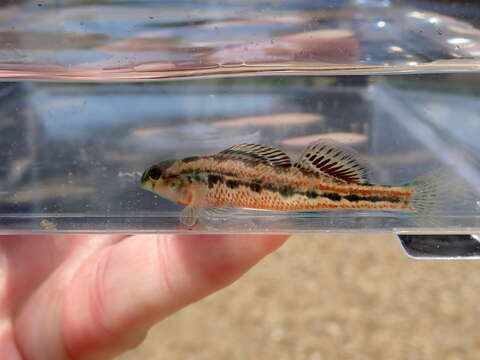 صورة Etheostoma barrenense Burr & Page 1982