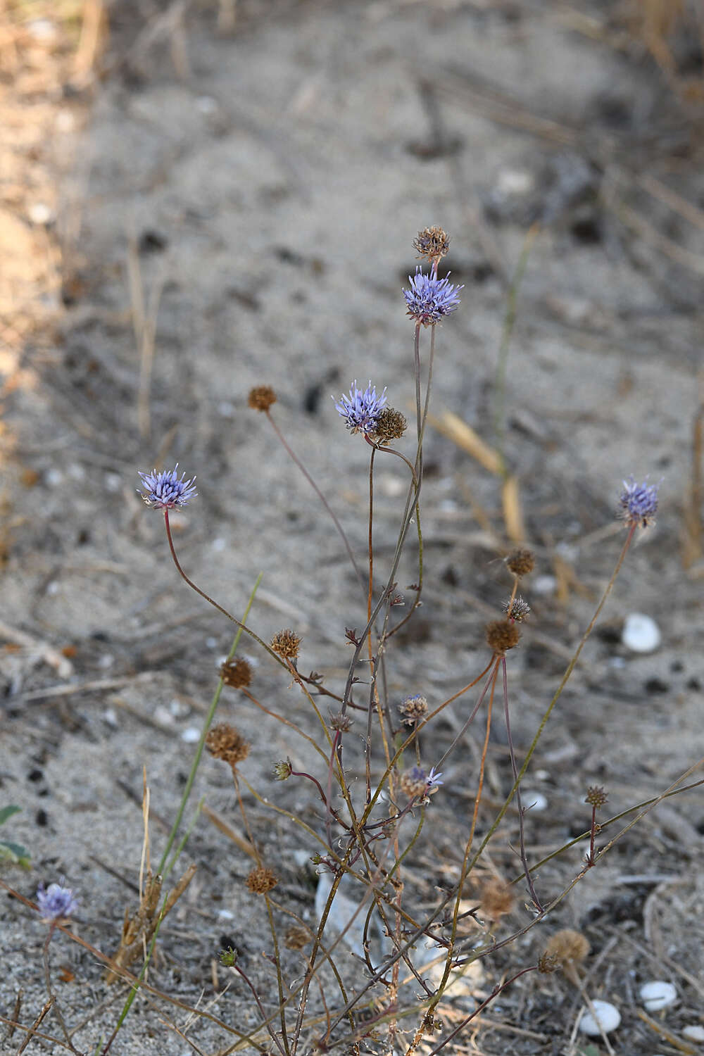 Image of Jasione heldreichii Boiss. & Orph.