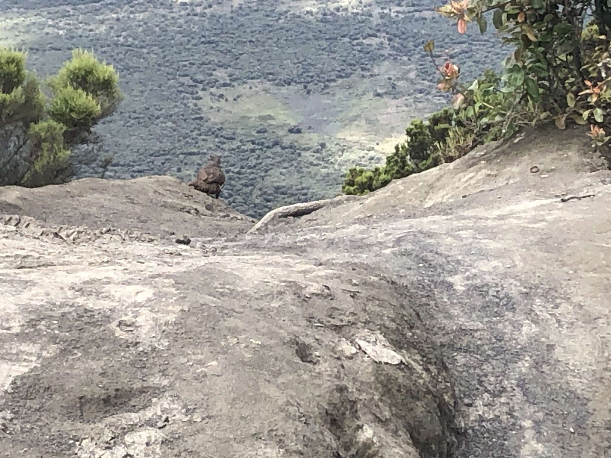 Image of Jackson's Francolin