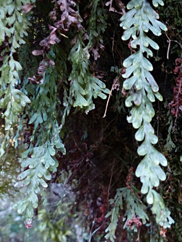 Image de Hymenophyllum rarum R. Br.