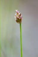 صورة Eleocharis nitida Fernald