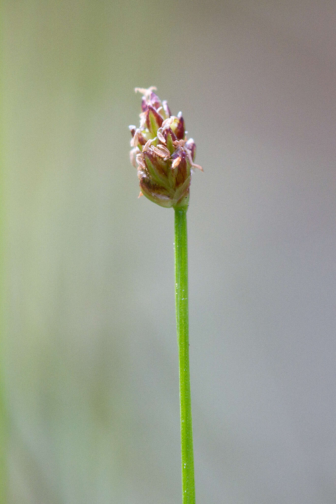 صورة Eleocharis nitida Fernald