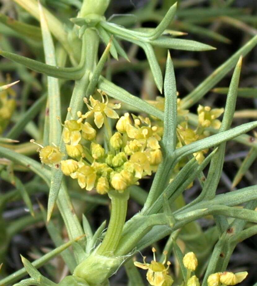 Imagem de Azorella prolifera (Cav.) G. M. Plunkett & A. N. Nicolas