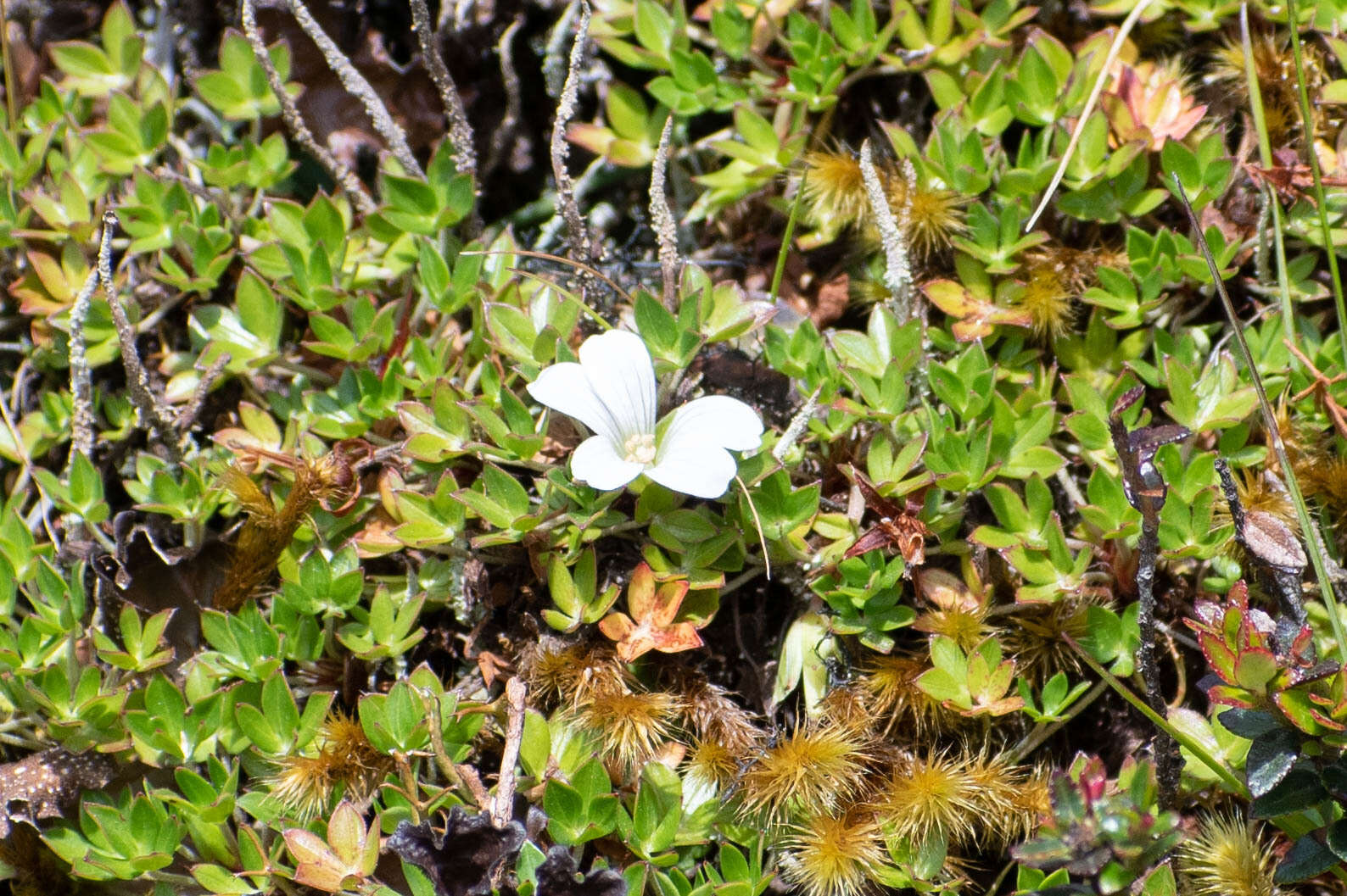 Image of Geranium sibbaldioides subsp. sibbaldioides Benth.