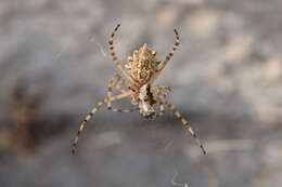 Image of Argiope lobata (Pallas 1772)