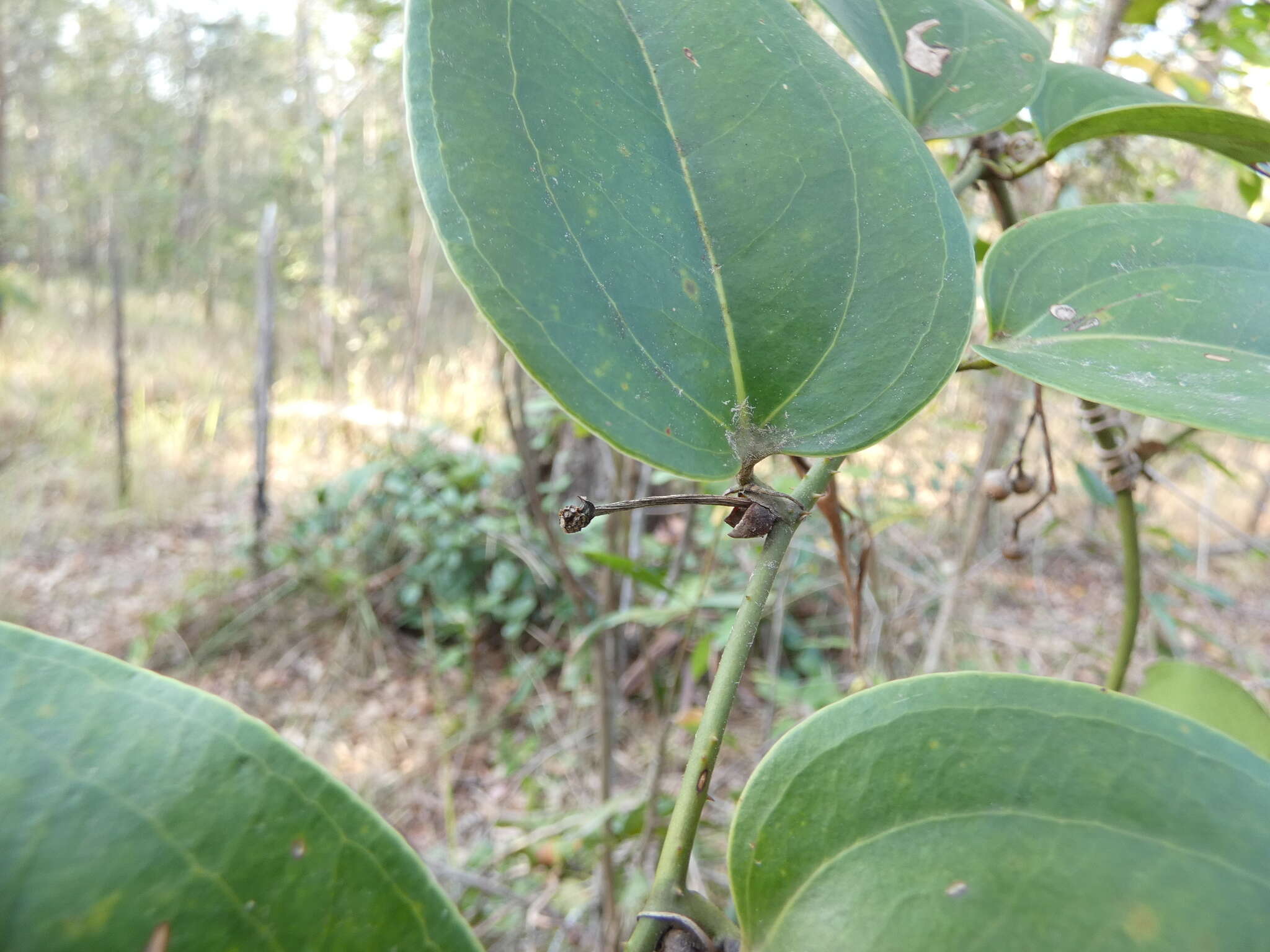 Image of Smilax australis R. Br.