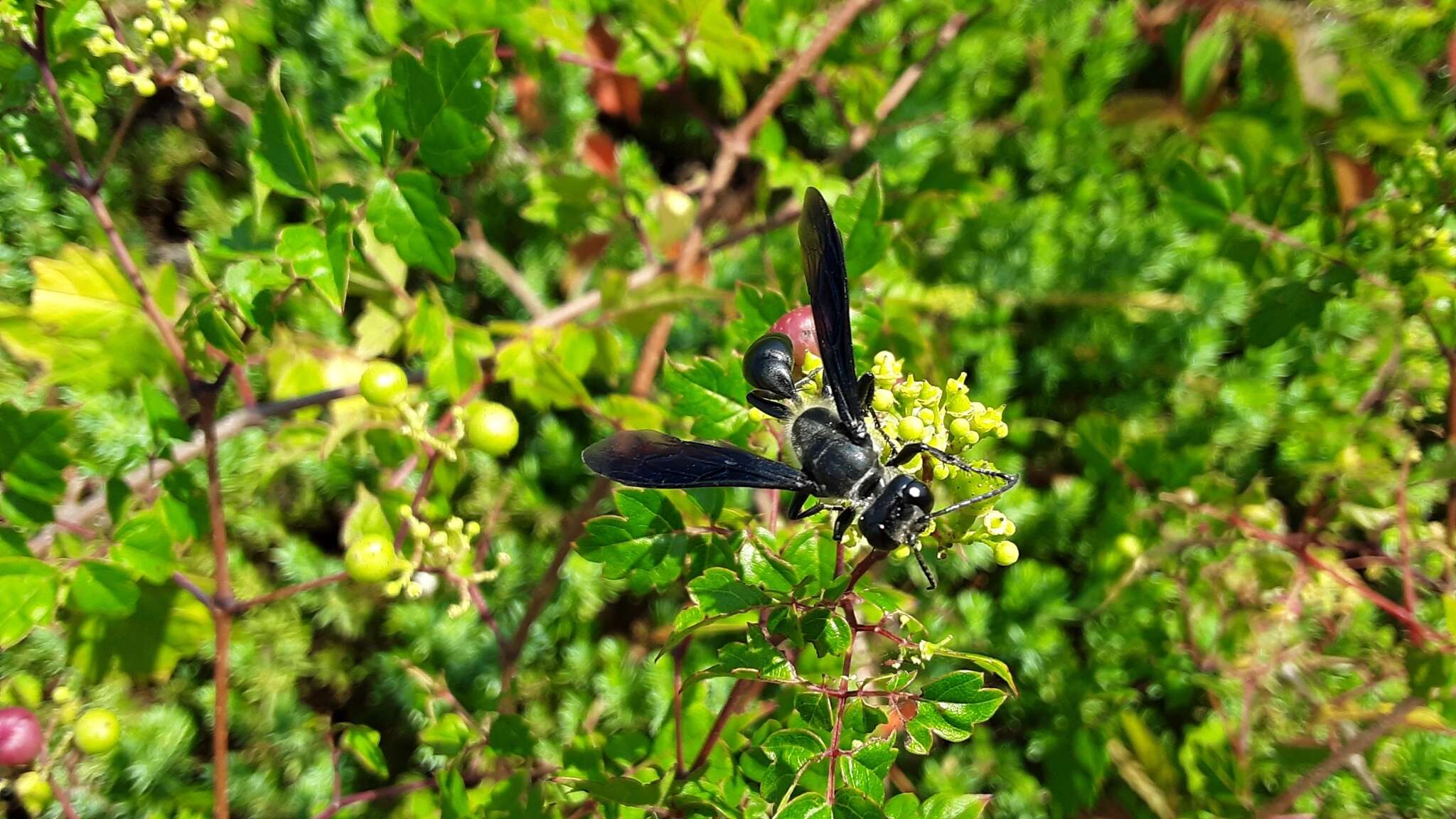 Image of Mud dauber