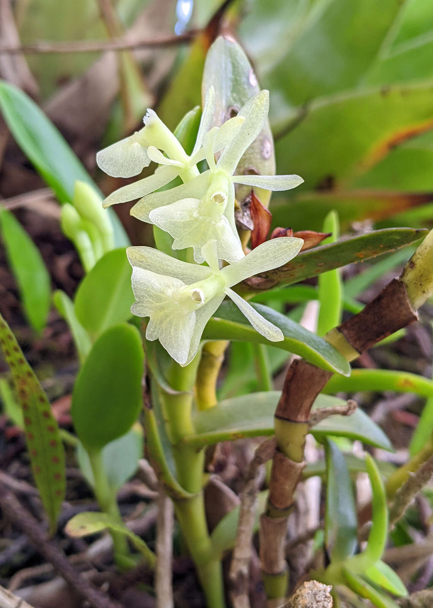 Image of Epidendrum difforme Jacq.