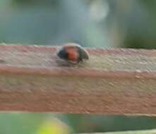 Image of Minute two-spotted ladybird beetle