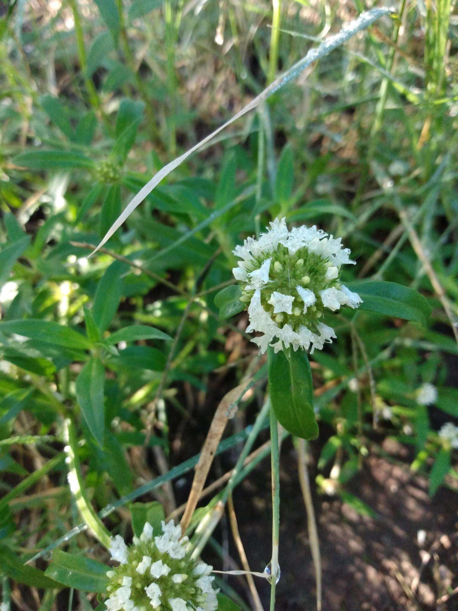 Imagem de Spermacoce densiflora (DC.) Alain