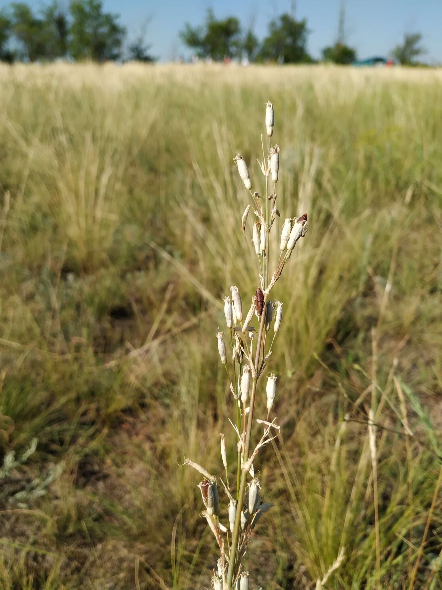 Image de Silene chlorantha (Willd.) Ehrh.