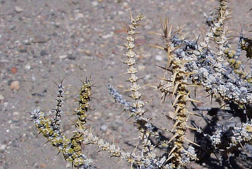 صورة Junellia seriphioides (Gillies & Hook.) Moldenke