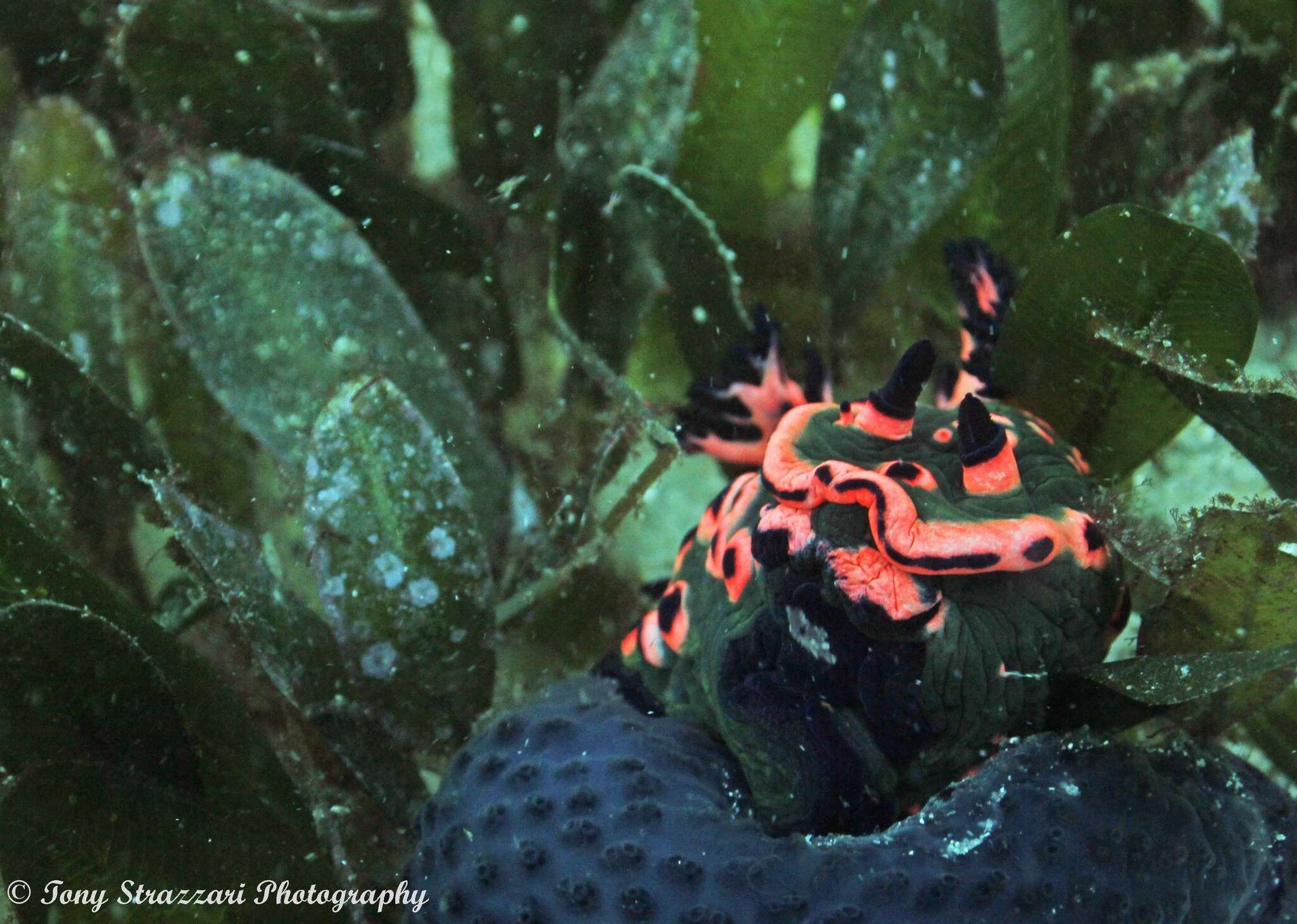 Image de Nembrotha rosannulata Pola, Cervera & Gosliner 2008