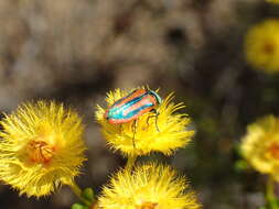 Image of Castiarina mimesis Barker 1993