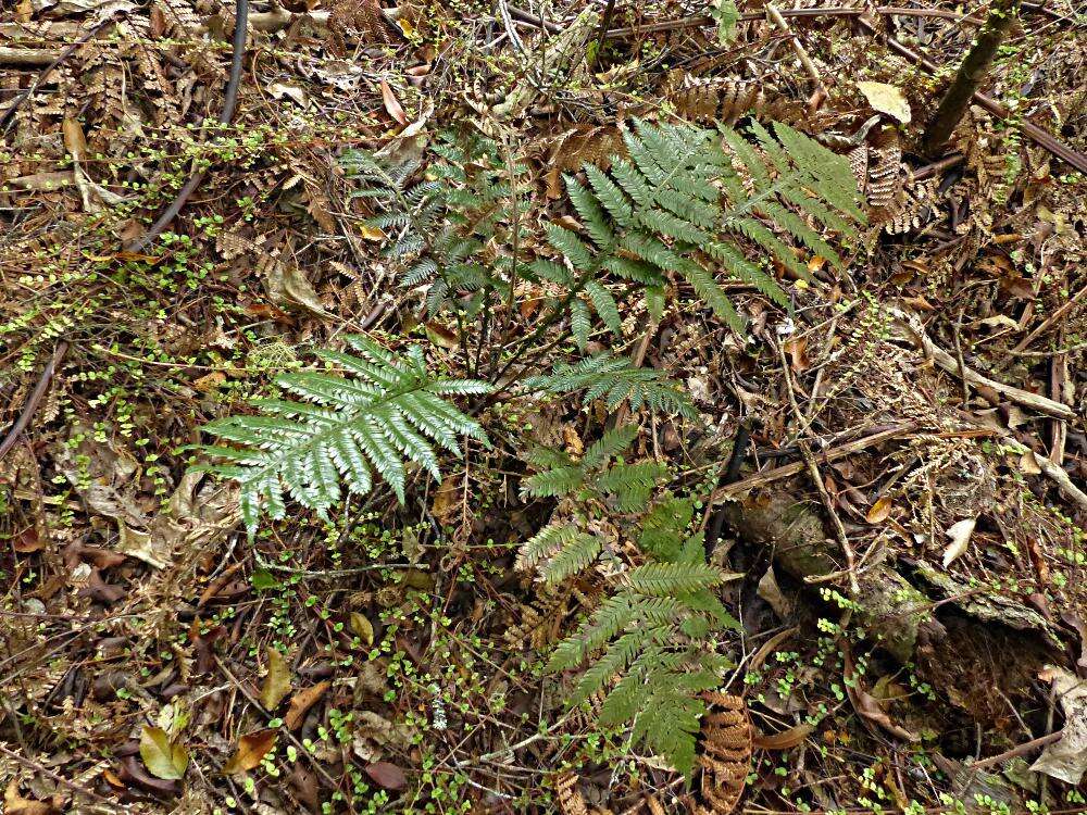 Image of Diploblechnum fraseri (A. Cunn.) De Vol