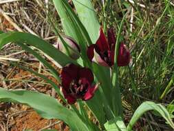 Image of Cyprus tulip