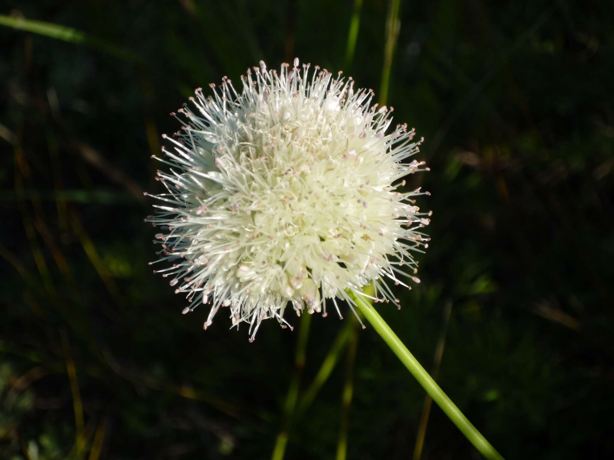 Image of Allium leucocephalum Turcz. ex Ledeb.