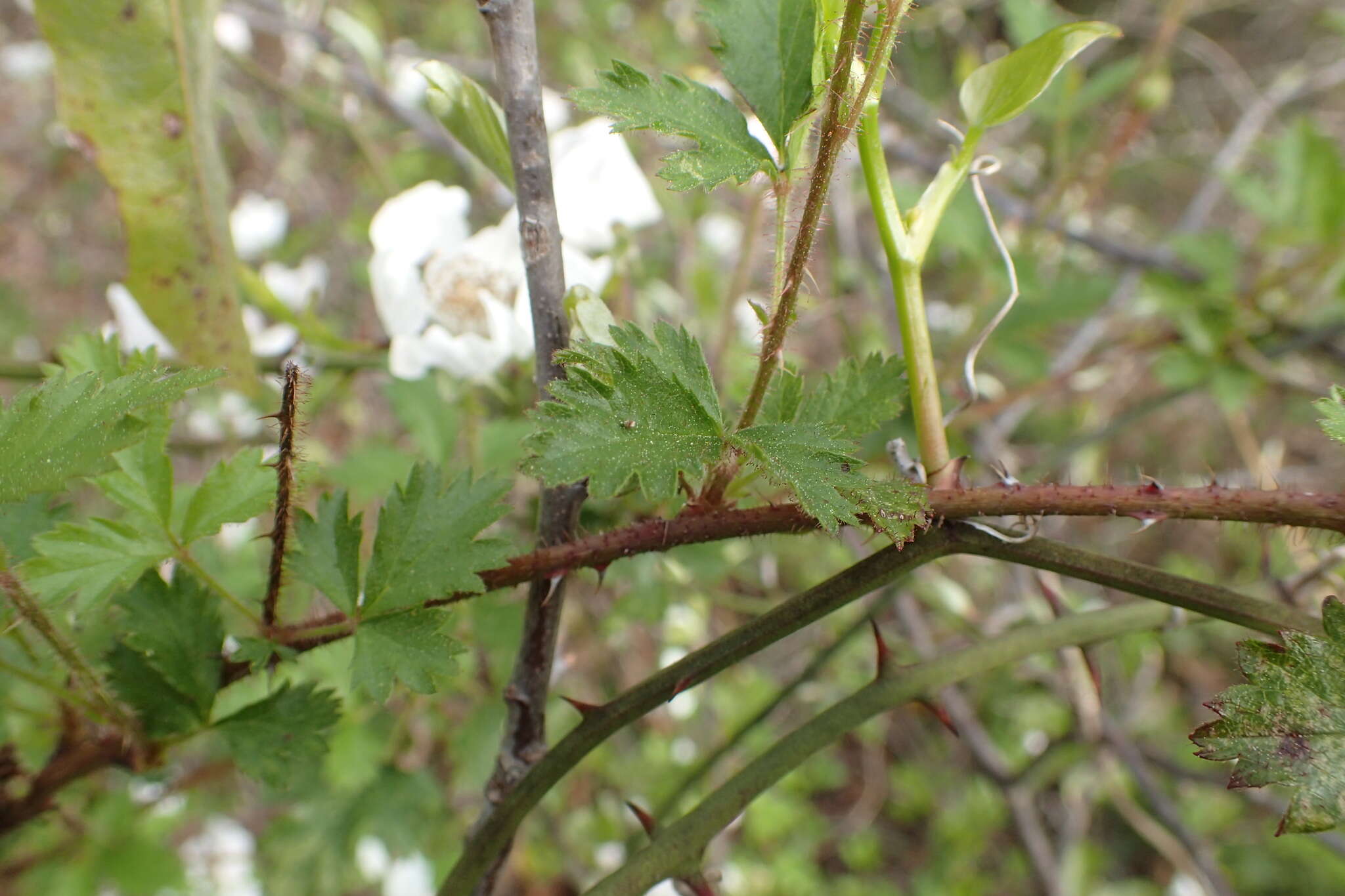 Image of southern dewberry