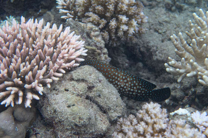 Image of Blue-spotted grouper