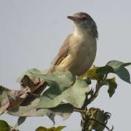 Image of Jungle Prinia