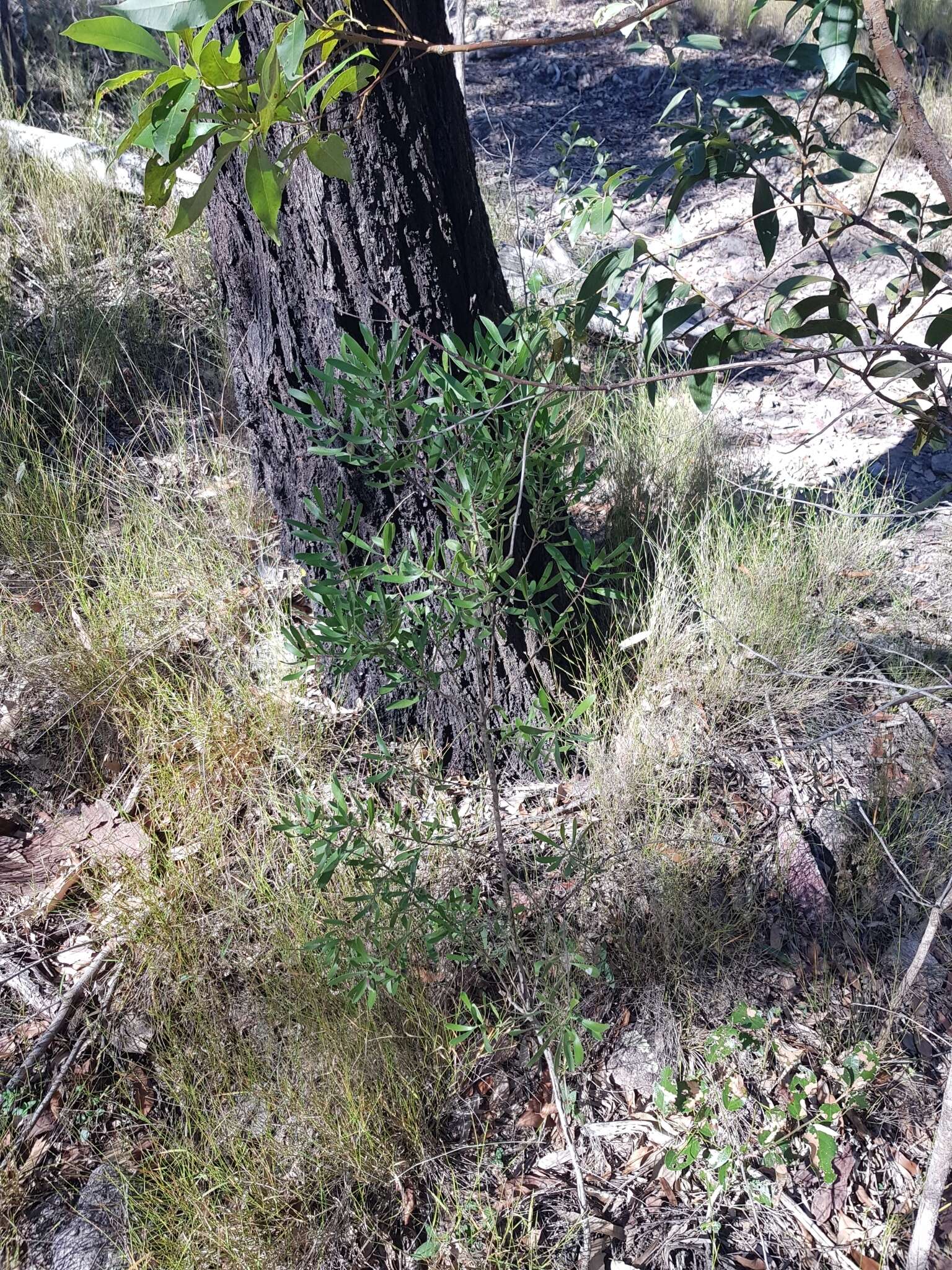 Image of Persoonia sericea A. Cunn. ex R. Br.