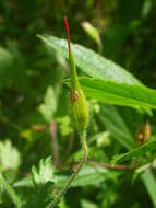 Image of Geranium wakkerstroomianum R. Knuth